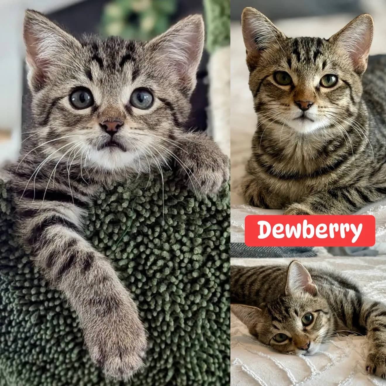 Dewberry - Domestic Short Hair cat available for adoption at Tails of Freedom Rescue in Winnipeg