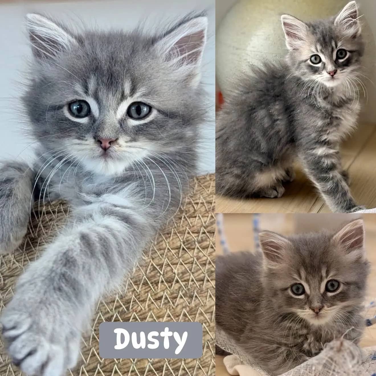 Dusty - Domestic Long Hair cat available for adoption at Tails of Freedom Rescue in Winnipeg