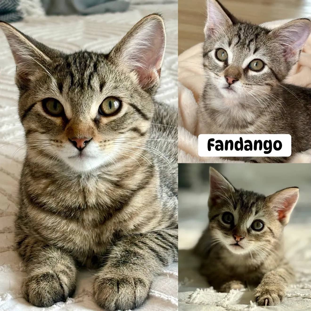 Fandango - Domestic Short Hair available for adoption