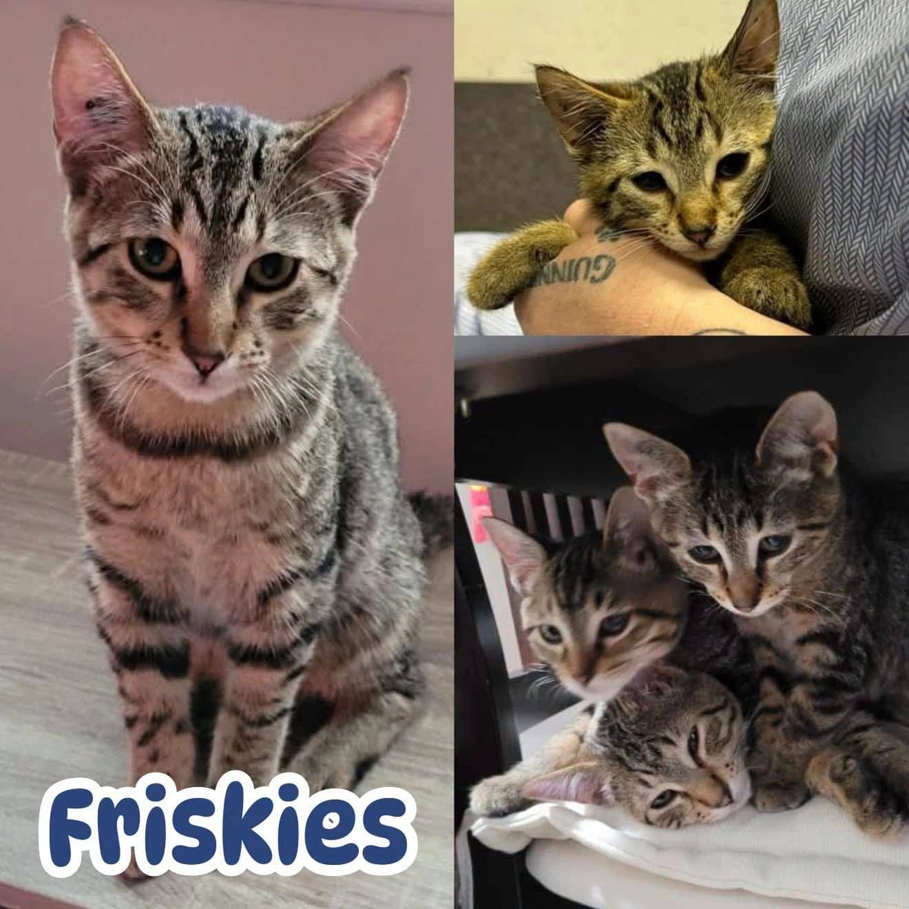 Friskies - Domestic Short Hair available for adoption