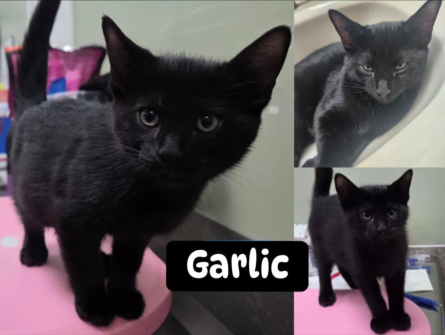 Garlic - Domestic Short Hair cat available for adoption at Tails of Freedom Rescue in Winnipeg