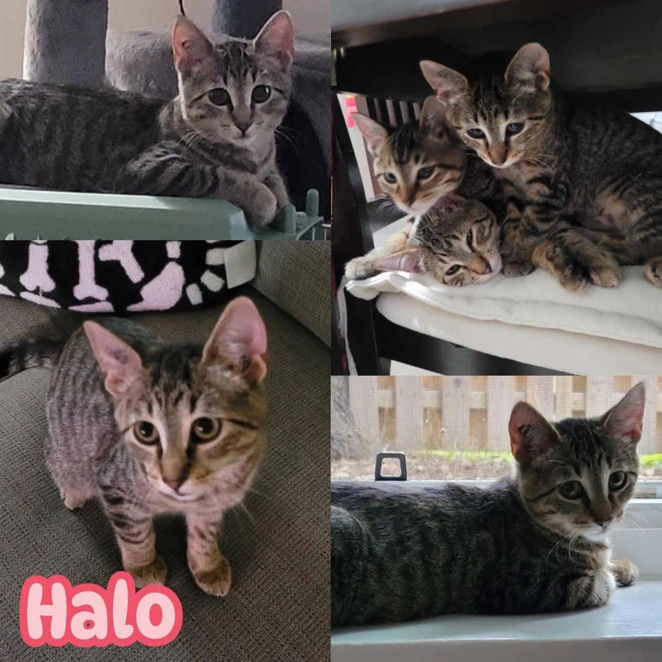 Halo - Domestic Short Hair available for adoption