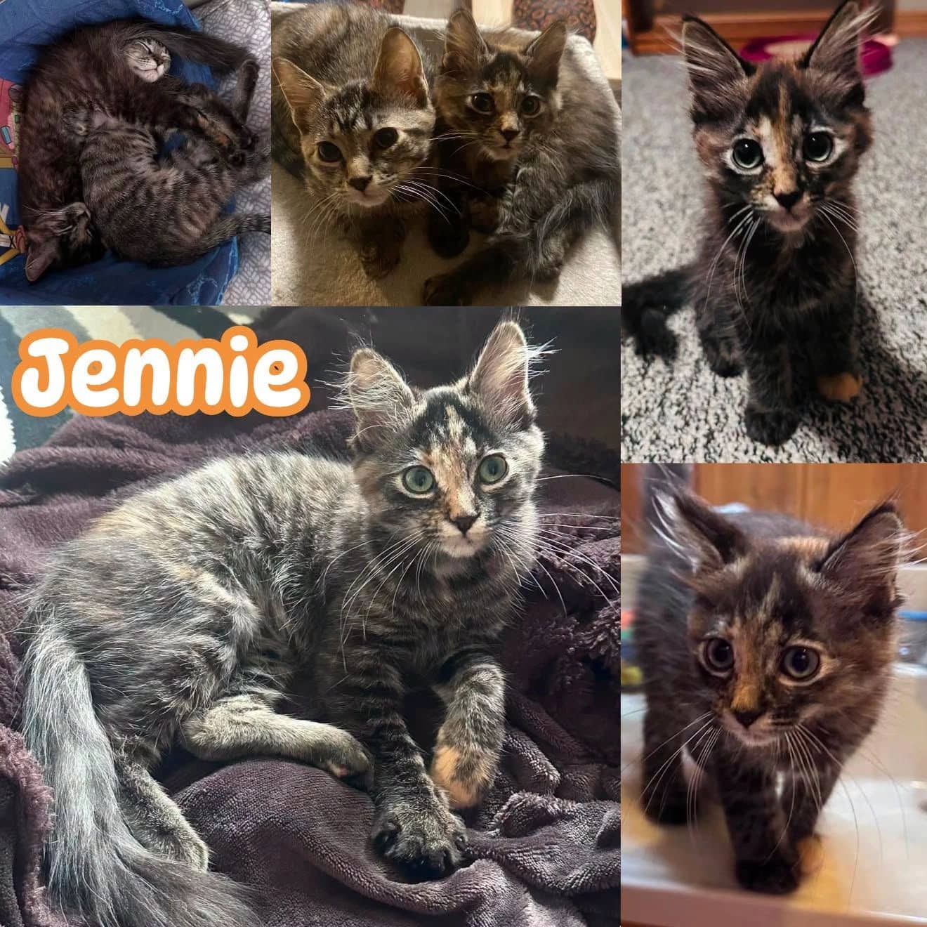 Jennie - Domestic Medium Hair If you are looking for a playful affectionate kitty, this is the one available for adoption
