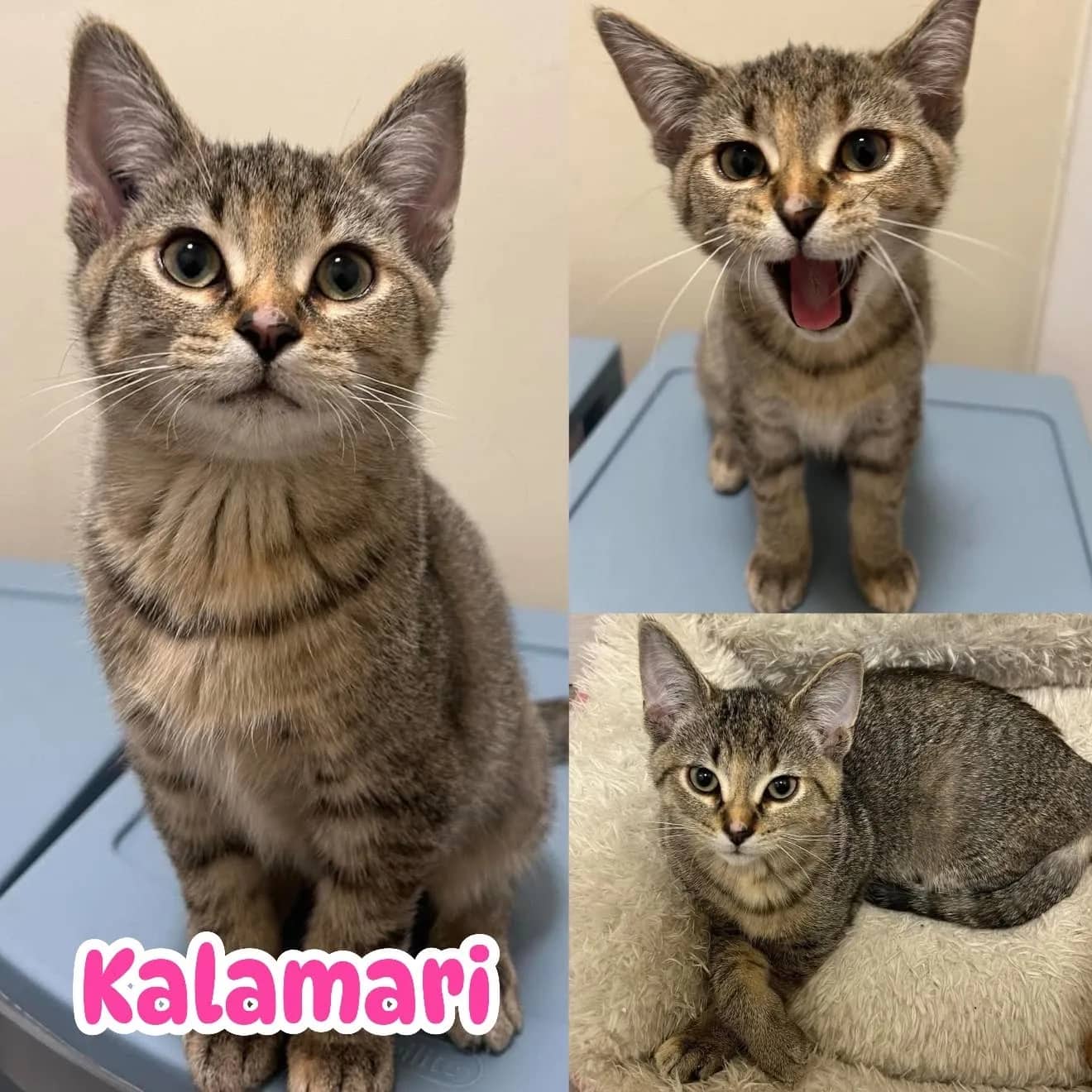 Kalamari - Domestic Short Hair cat available for adoption at Tails of Freedom Rescue in Winnipeg