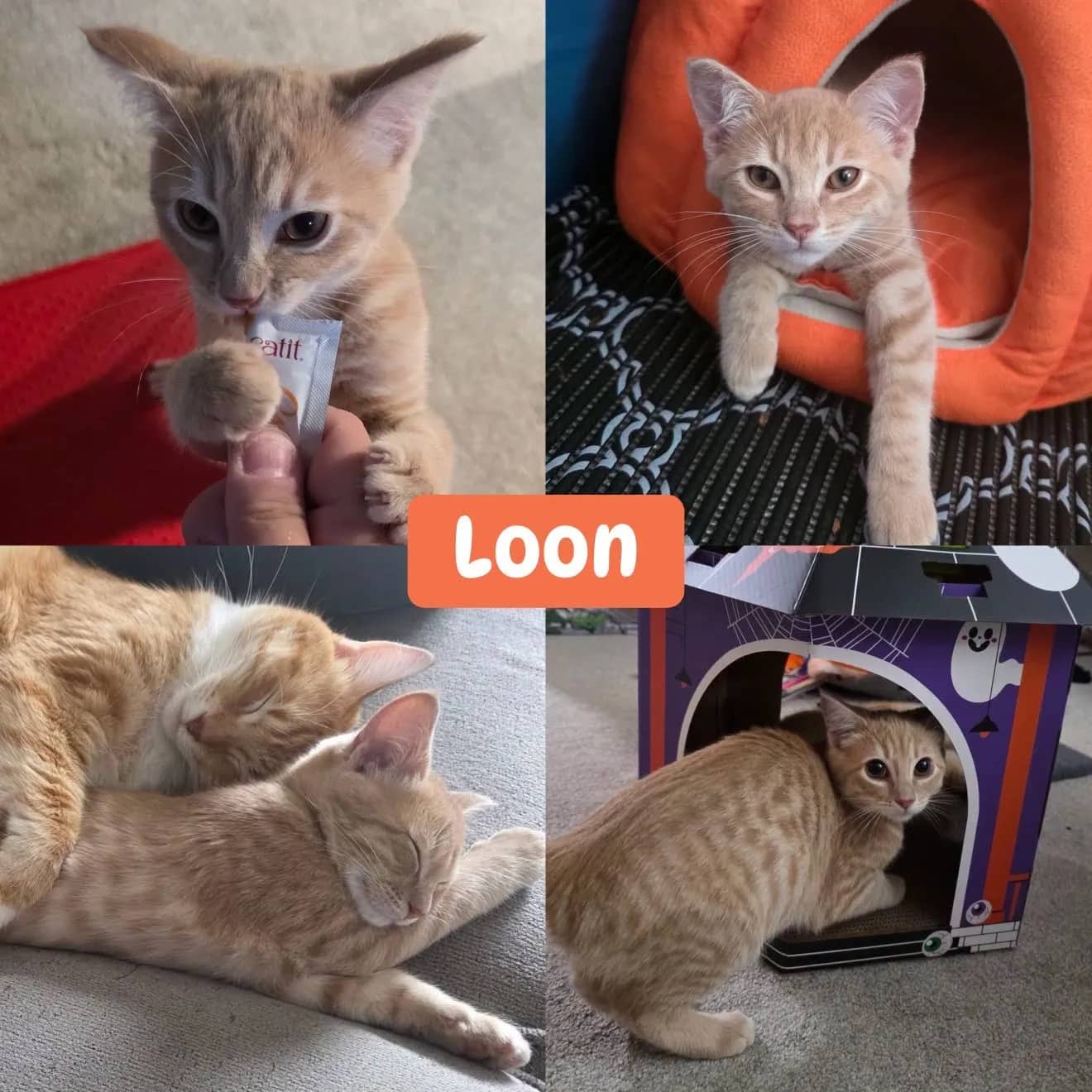 Loon - Domestic Short Hair cat available for adoption at Tails of Freedom Rescue in Winnipeg