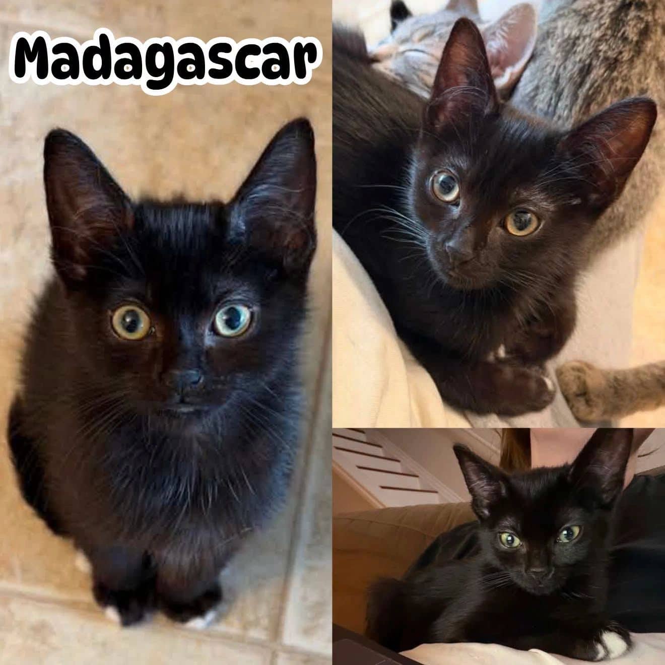 Madagascar - Domestic Short Hair available for adoption