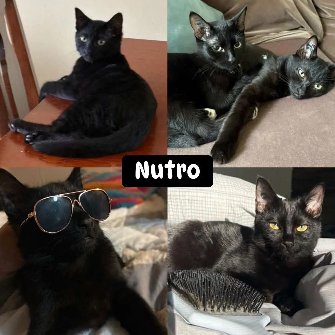 Nutro - Domestic Short Hair cat available for adoption at Tails of Freedom Rescue in Winnipeg