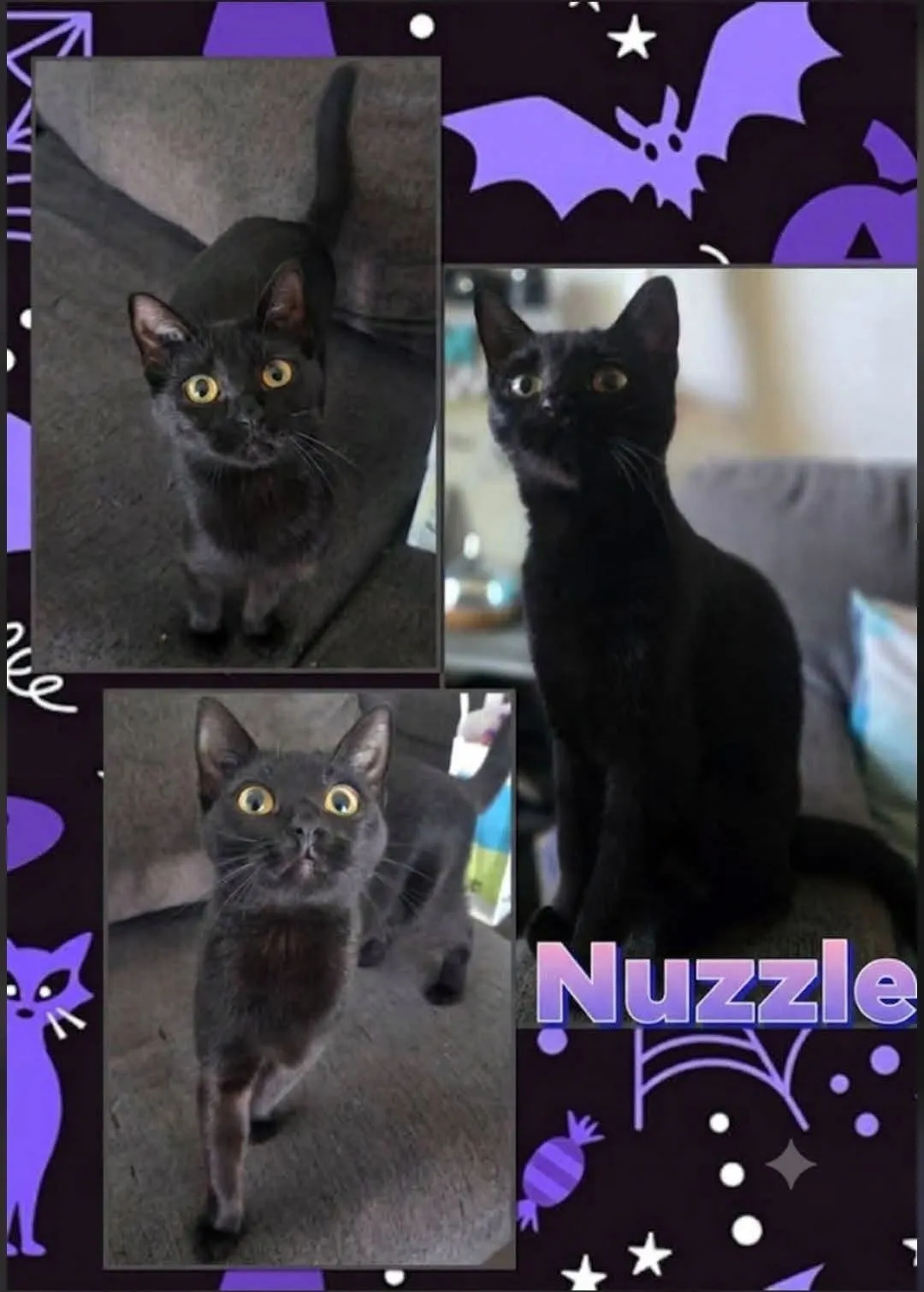 Nuzzle - Domestic Short Hair cat available for adoption at Tails of Freedom Rescue in Winnipeg