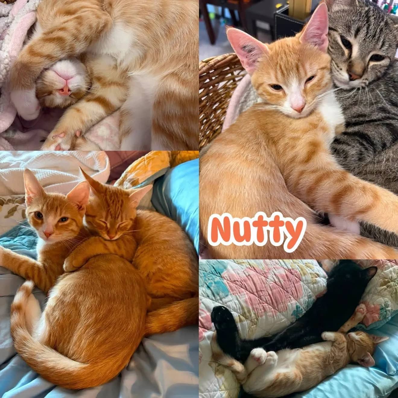 Nutty - Domestic Short Hair From the Smelly Cat Fam available for adoption
