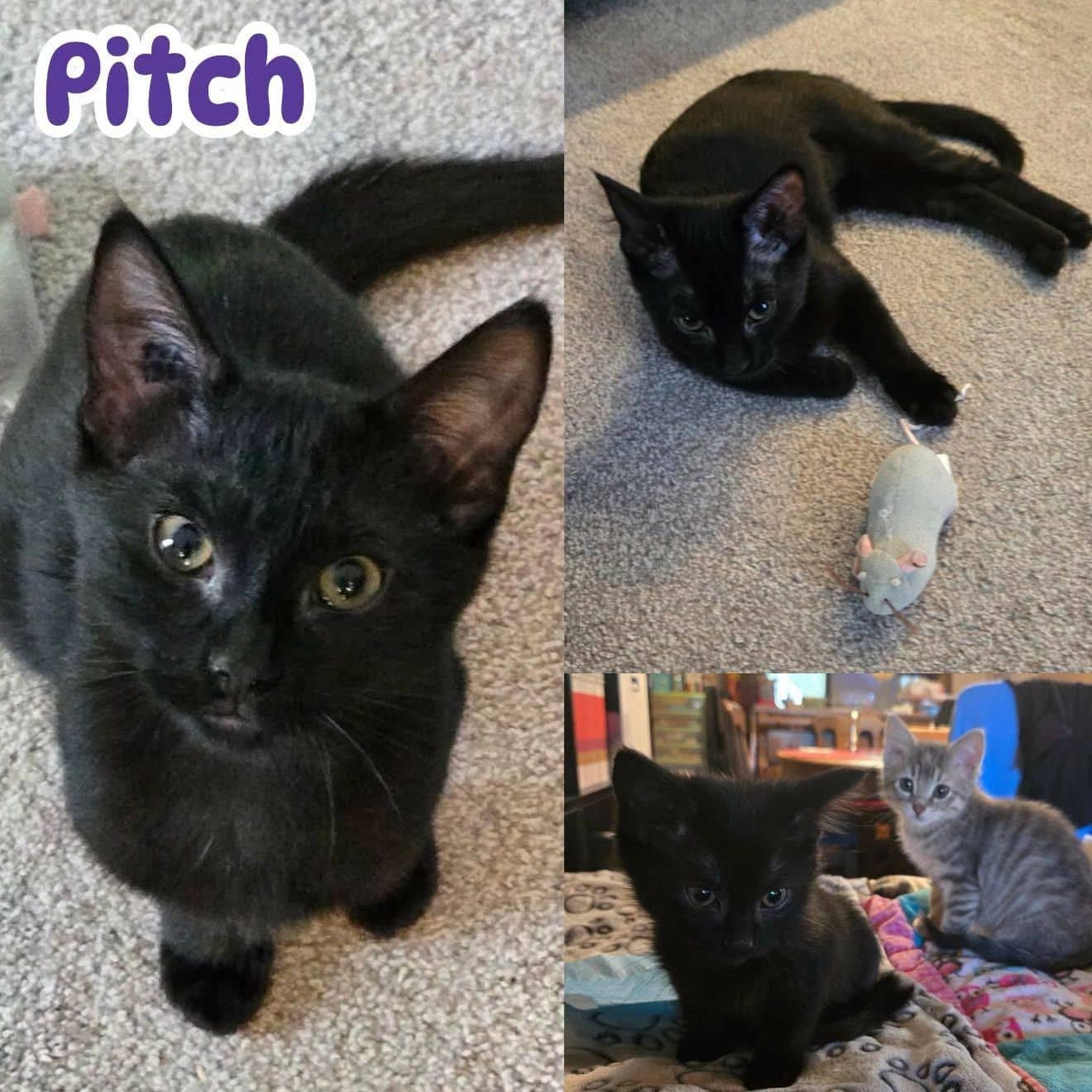 Pitch - Domestic Short Hair cat available for adoption at Tails of Freedom Rescue in Winnipeg