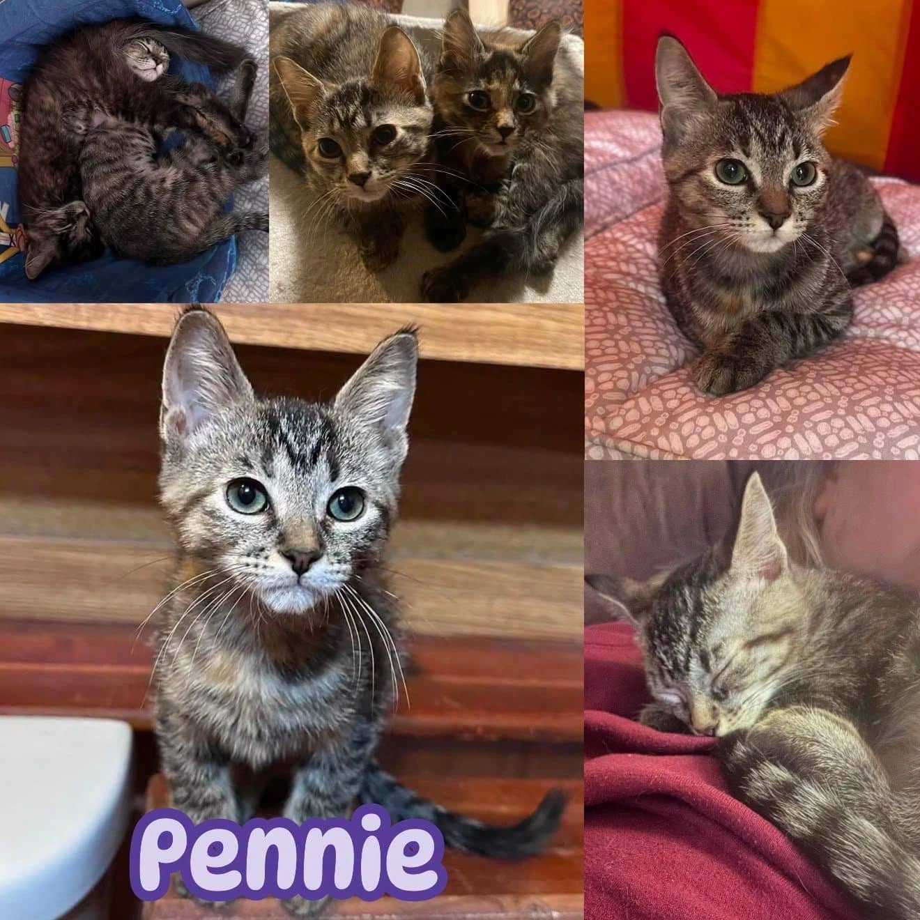 Pennie - Domestic Short Hair If you want a cat who cuddles, this is your girl cat available for adoption at Tails of Freedom Rescue in Winnipeg