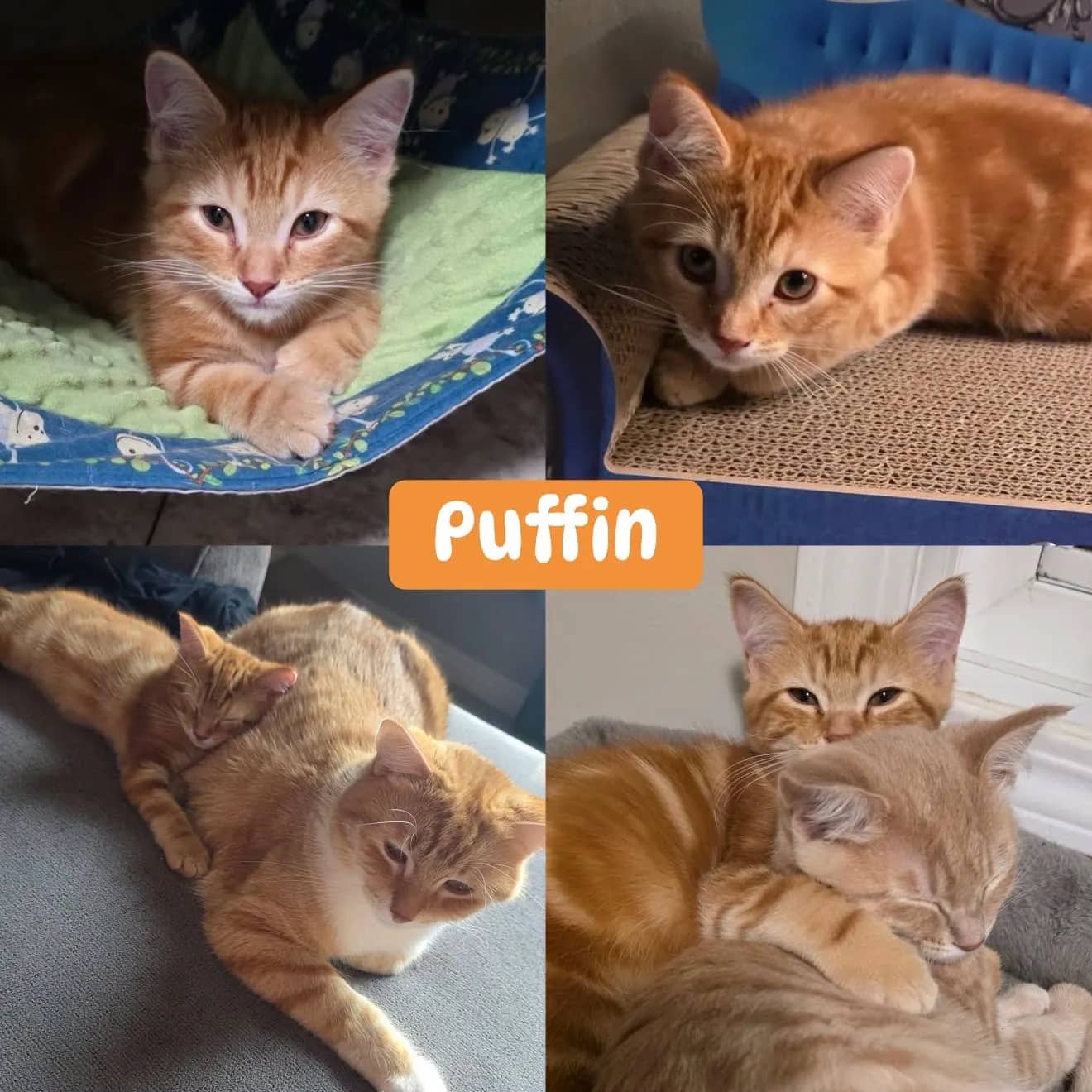 Puffin - Domestic Short Hair cat available for adoption at Tails of Freedom Rescue in Winnipeg