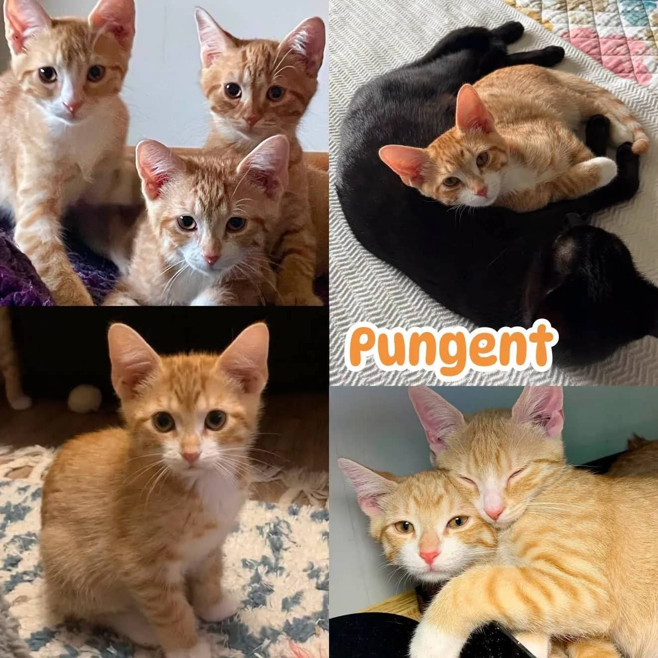 Pungent - Domestic Short Hair From the Smelly Cat Fam cat available for adoption at Tails of Freedom Rescue in Winnipeg