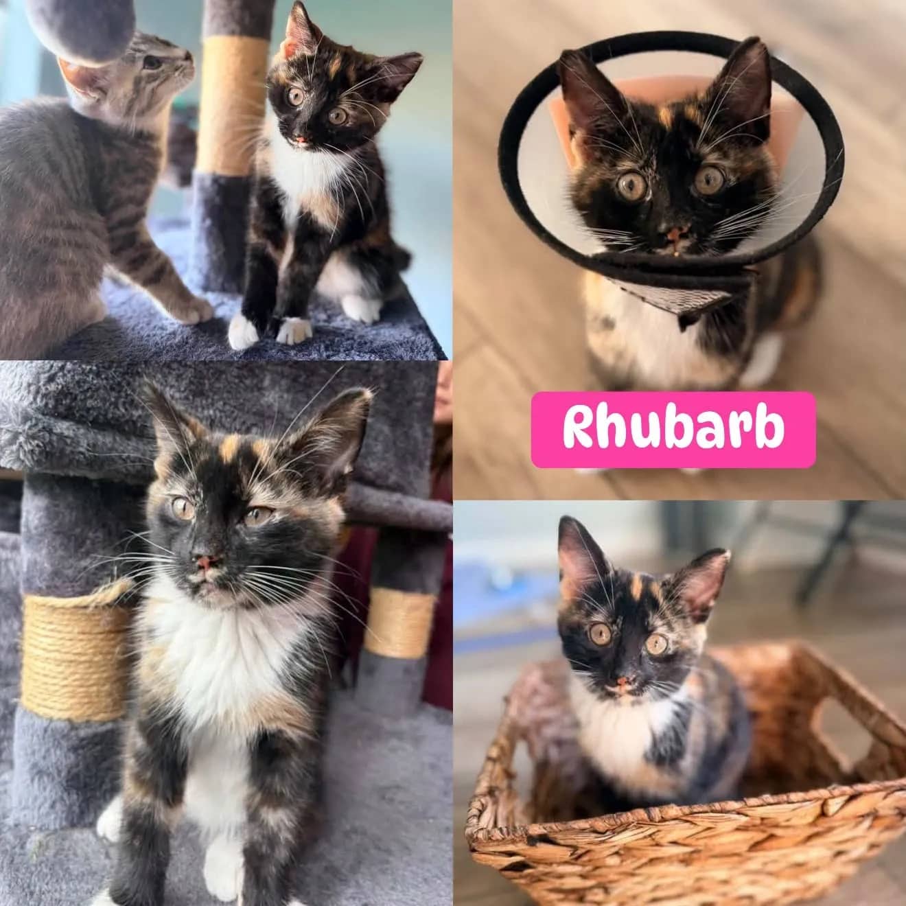 Rhubarb - Domestic Short Hair cat available for adoption at Tails of Freedom Rescue in Winnipeg