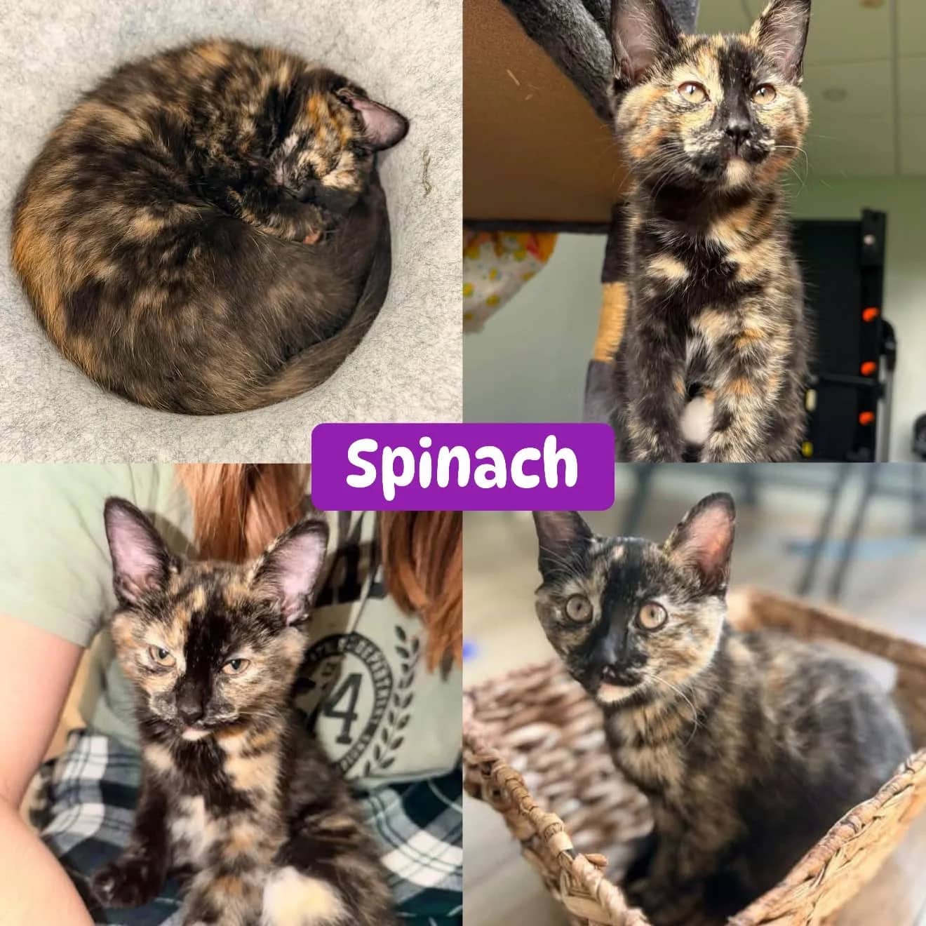 Spinach - Domestic Short Hair cat available for adoption at Tails of Freedom Rescue in Winnipeg