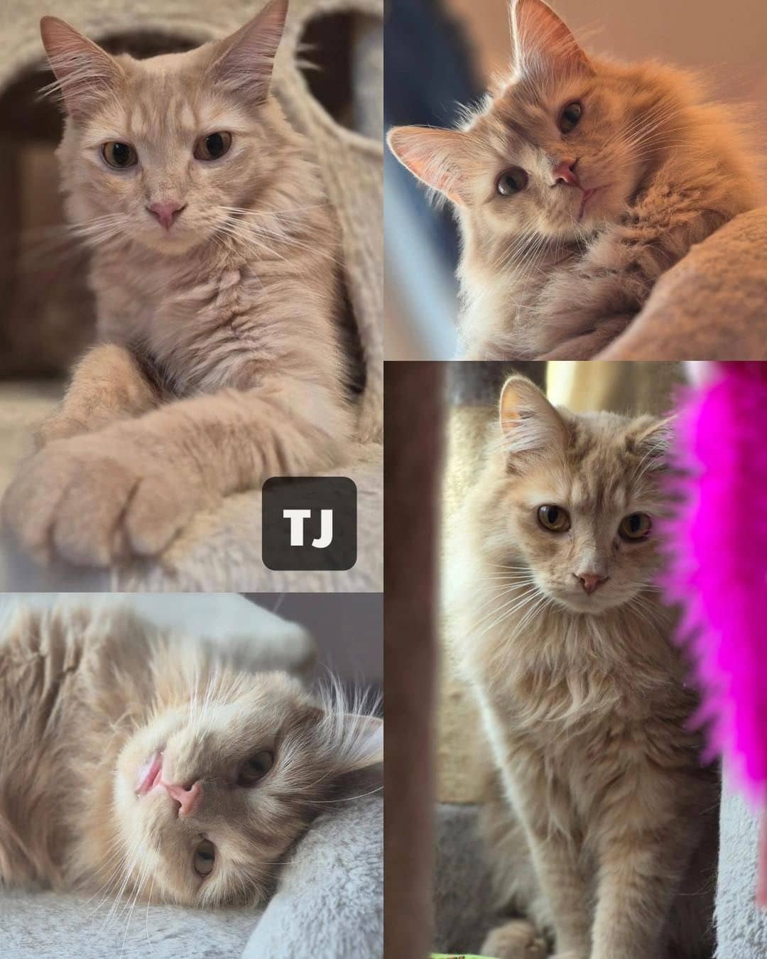 Tj - Domestic Medium Hair available for adoption