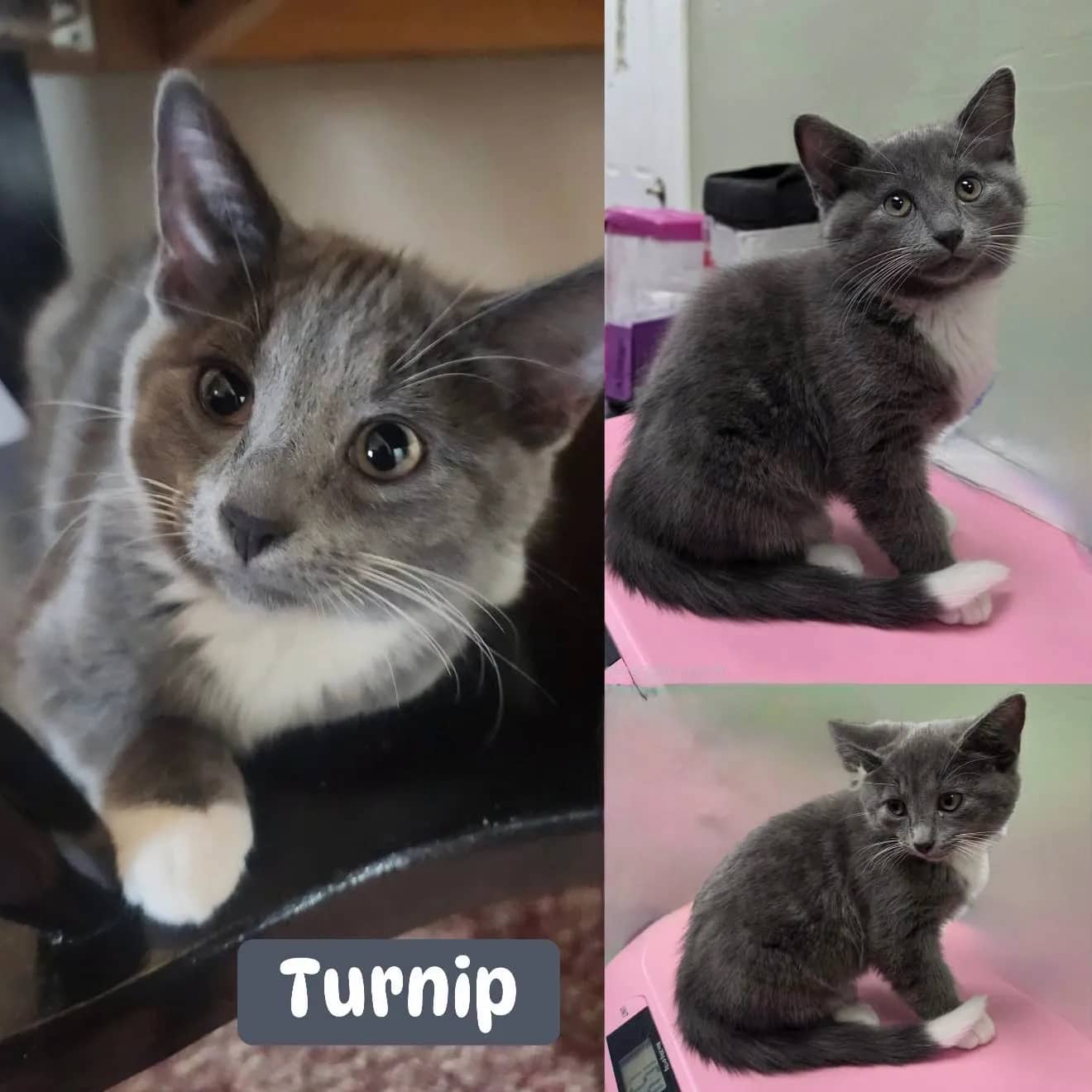 Turnip - Domestic Short Hair cat available for adoption at Tails of Freedom Rescue in Winnipeg