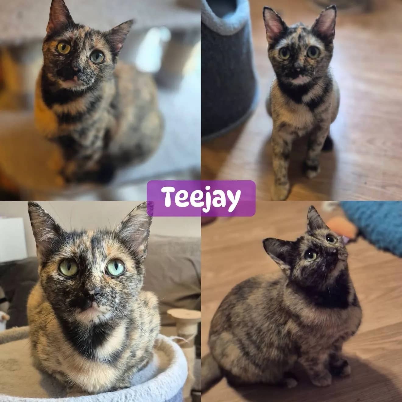 Teejay - Domestic Short Hair cat available for adoption at Tails of Freedom Rescue in Winnipeg