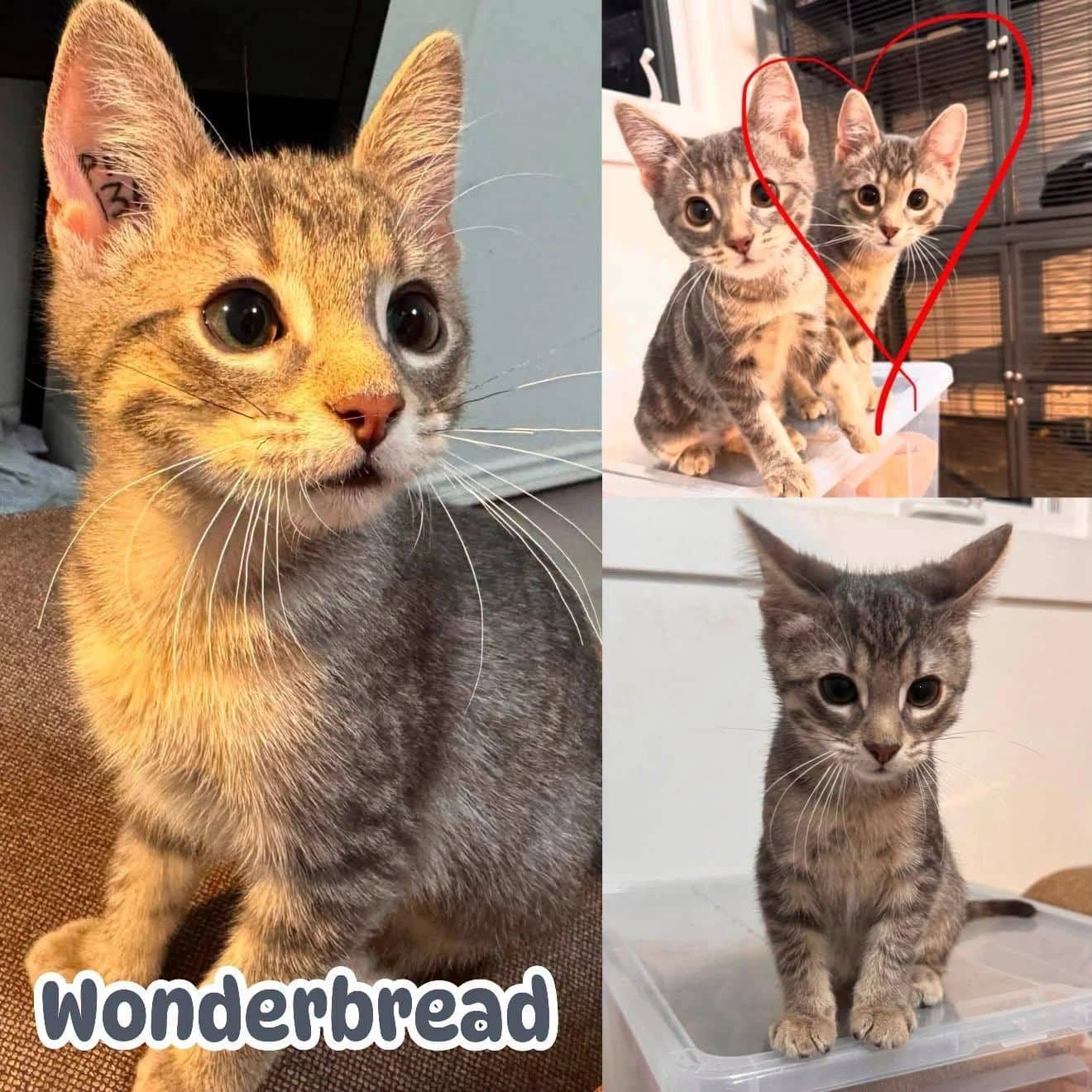 Wonderbread - Domestic Short Hair You guessed it cat available for adoption at Tails of Freedom Rescue in Winnipeg
