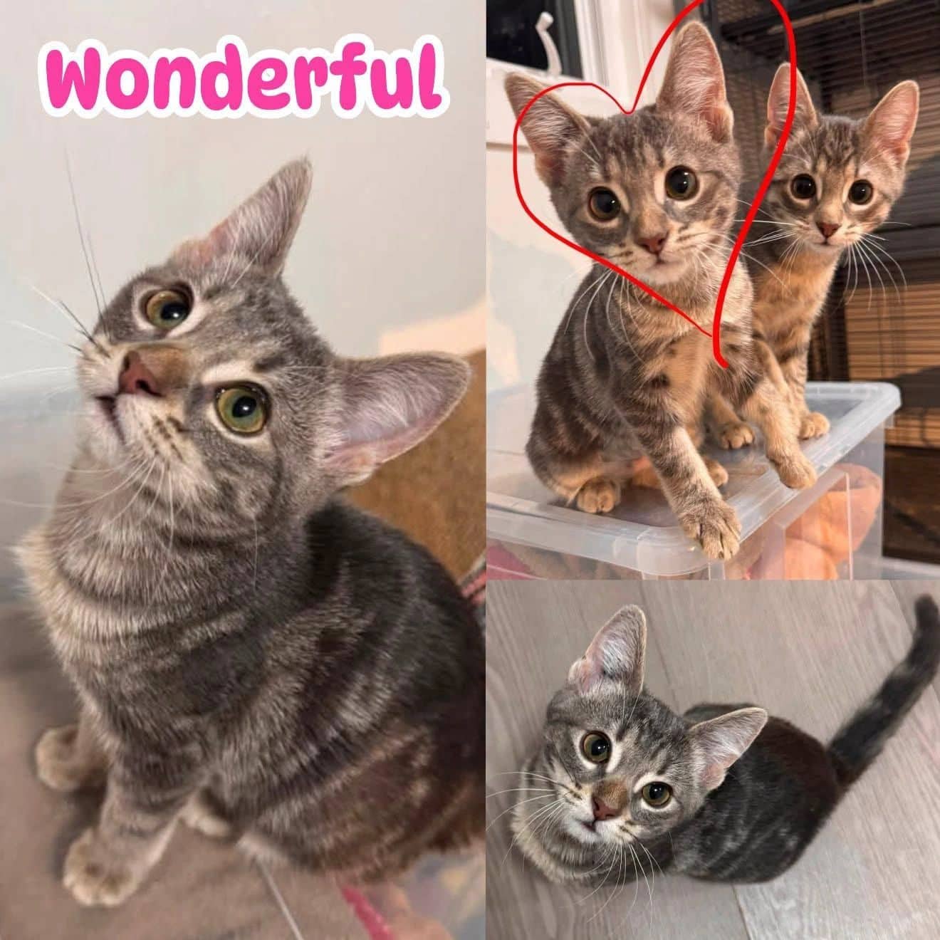 Wonderful - Domestic Short Hair cat available for adoption at Tails of Freedom Rescue in Winnipeg