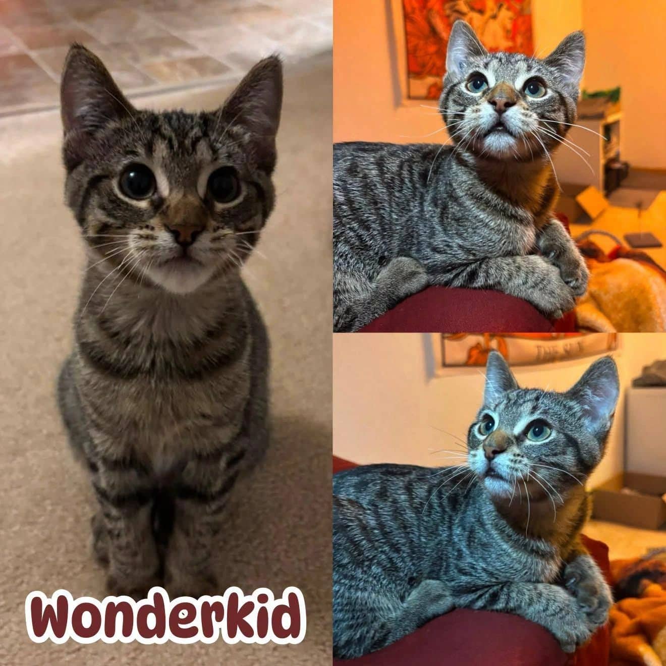 Wonderkid - Domestic Short Hair cat available for adoption in Manitoba