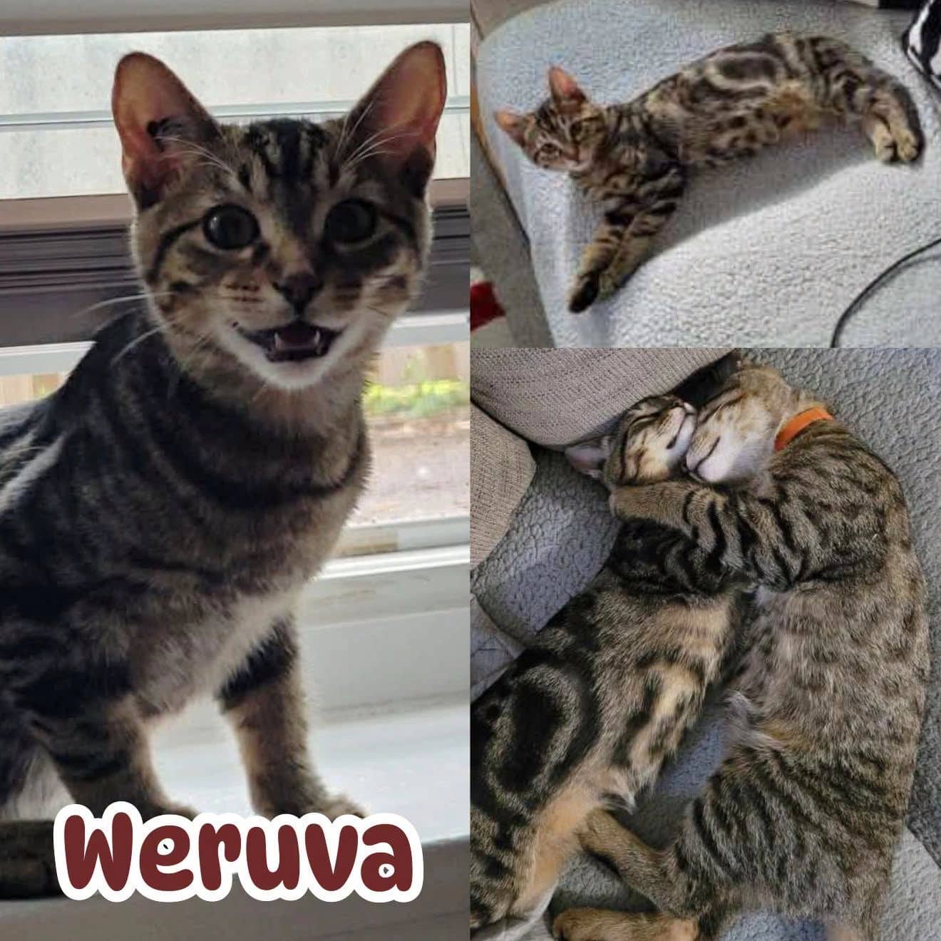 Weruva - Domestic Short Hair cat available for adoption at Tails of Freedom Rescue in Winnipeg
