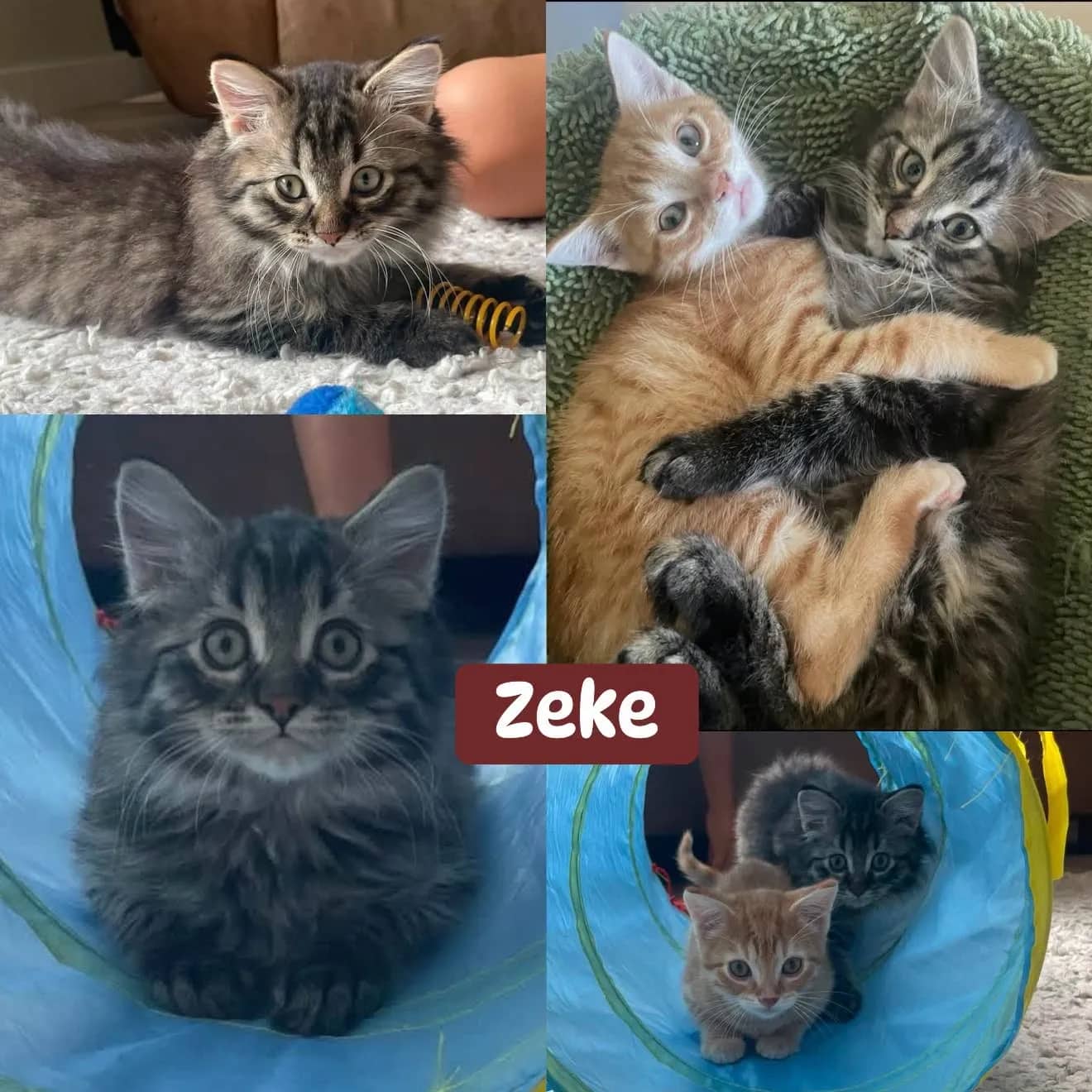 Zeke - Domestic Long Hair cat available for adoption at Tails of Freedom Rescue in Winnipeg