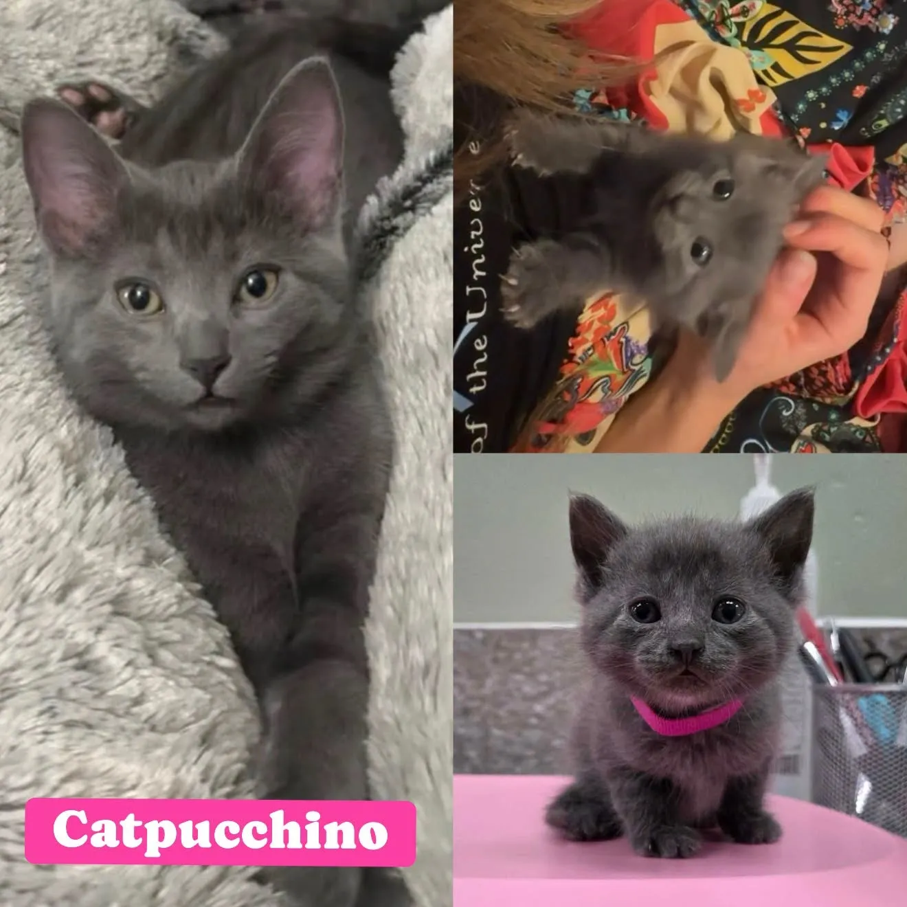 Catpuccino - Domestic Short Hair cat available for adoption at Tails of Freedom Rescue in Winnipeg