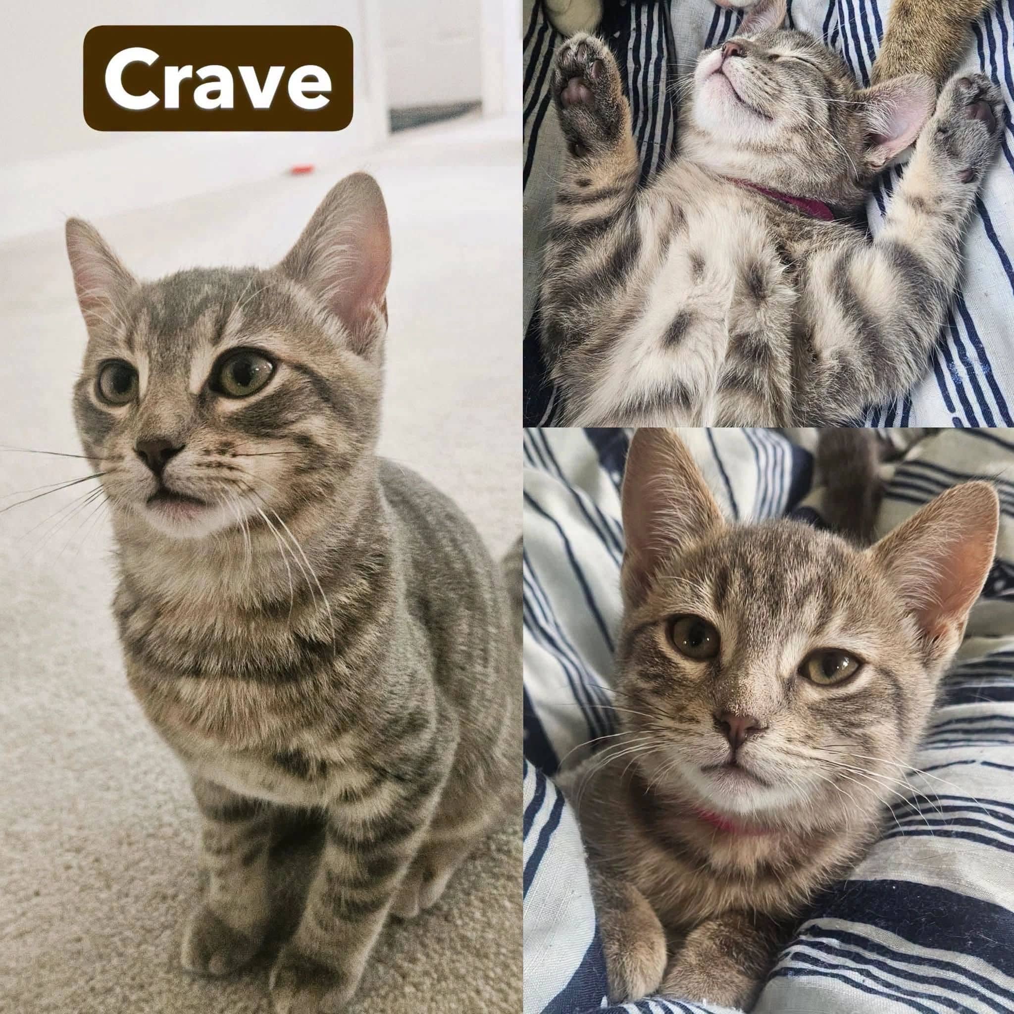 Crave - Domestic Shot Hair available for adoption