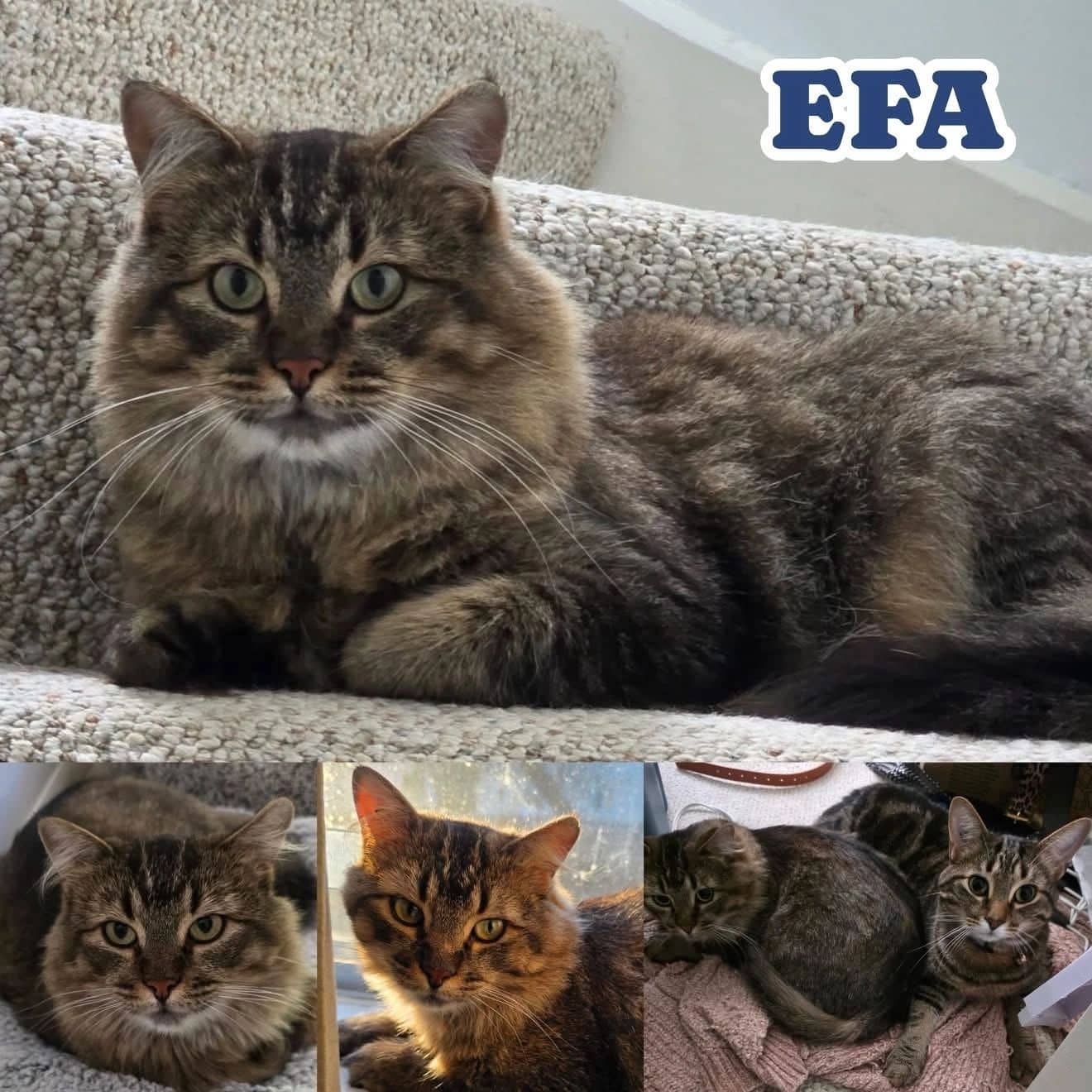 Efa - Domestic Medium Hair cat available for adoption in Manitoba