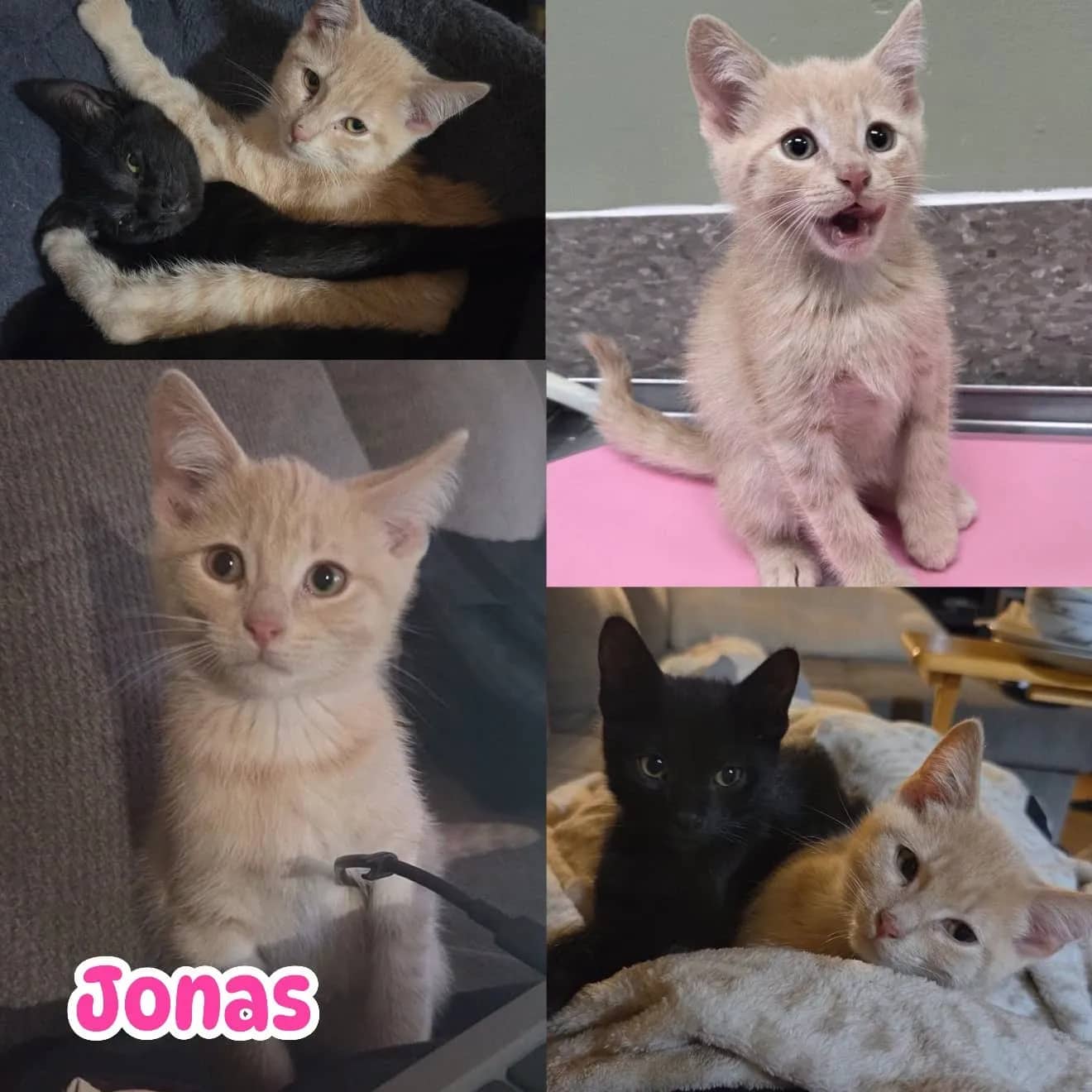 Jonas - Domestic Short Hair cat available for adoption at Tails of Freedom Rescue in Winnipeg