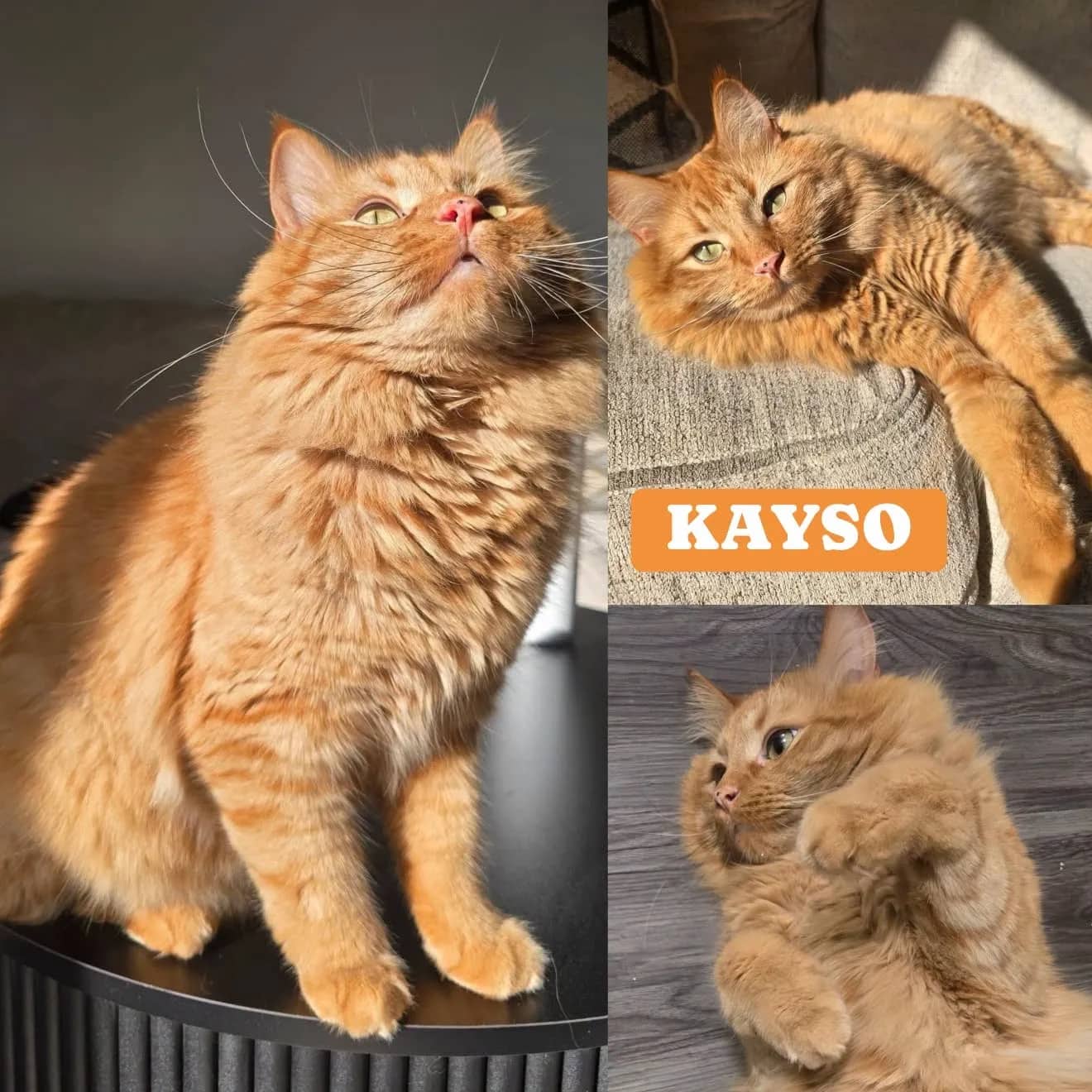 Kayso - Domestic Long Hair available for adoption