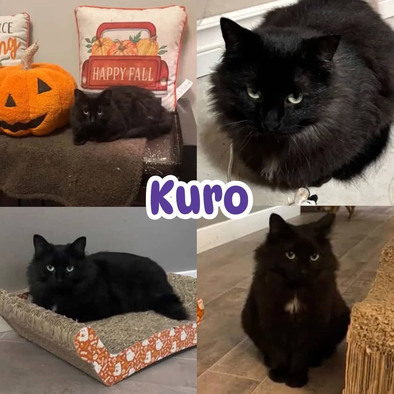 Kuro - Domestic Long Hair cat available for adoption at Tails of Freedom Rescue in Winnipeg