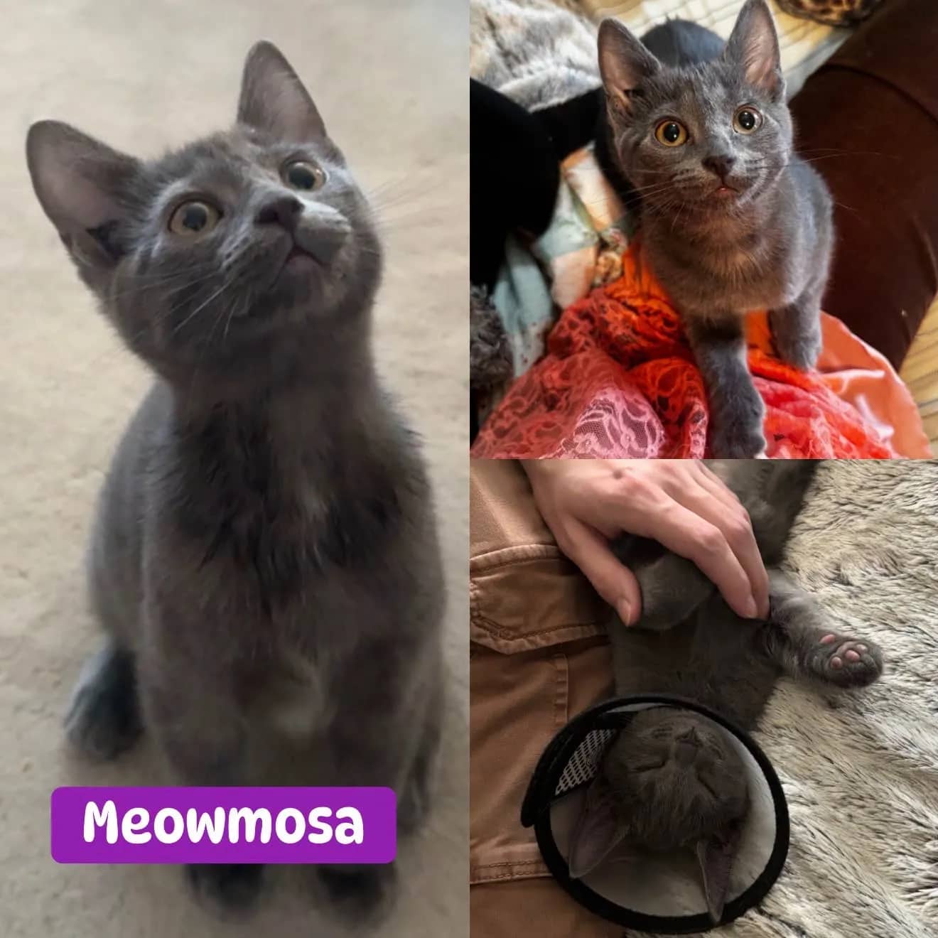 Meowmosa - Domestic Short Hair cat available for adoption at Tails of Freedom Rescue in Winnipeg