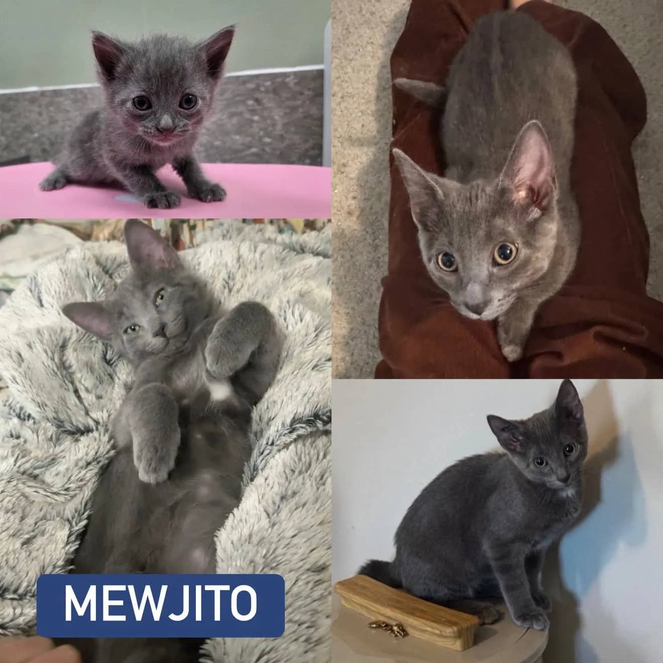 Mewjito - Domestic Short Hair cat available for adoption at Tails of Freedom Rescue in Winnipeg