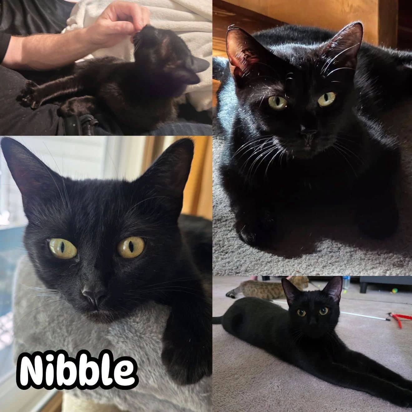 Nibble - Domestic Short Hair cat available for adoption at Tails of Freedom Rescue in Winnipeg