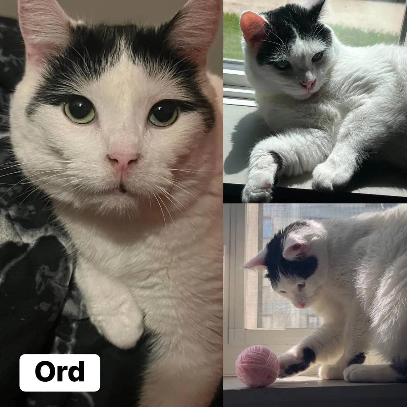 Ord - Domestic Short Hair cat available for adoption at Tails of Freedom Rescue in Winnipeg