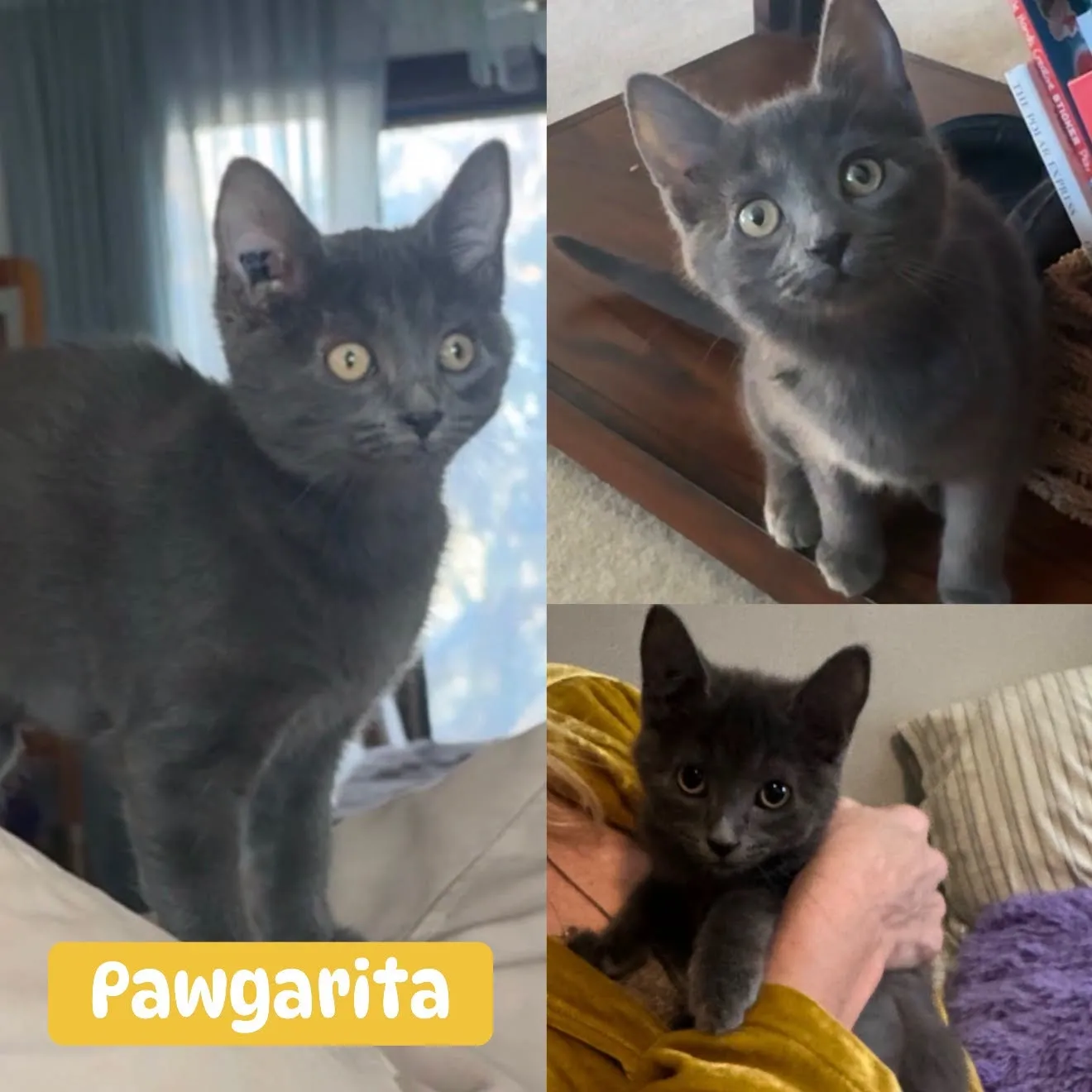 Pawgarita - Domestic Short Hair available for adoption