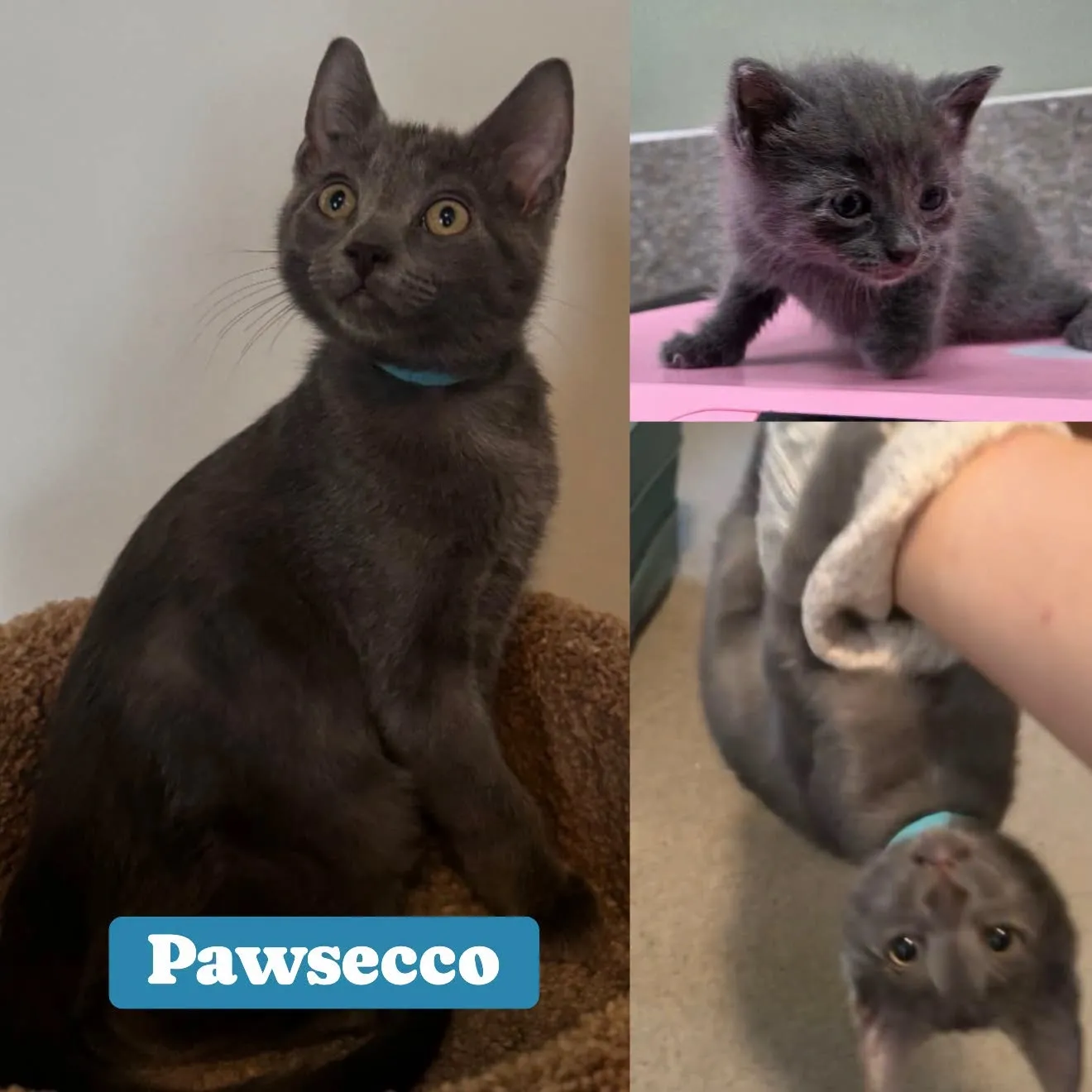 Pawsecco - Domestic Short Hair cat available for adoption at Tails of Freedom Rescue in Winnipeg