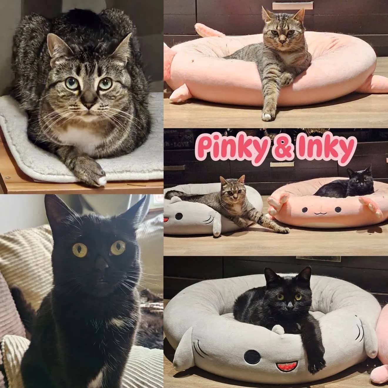 Pinky & Inky - Domestic Short Hair available for adoption