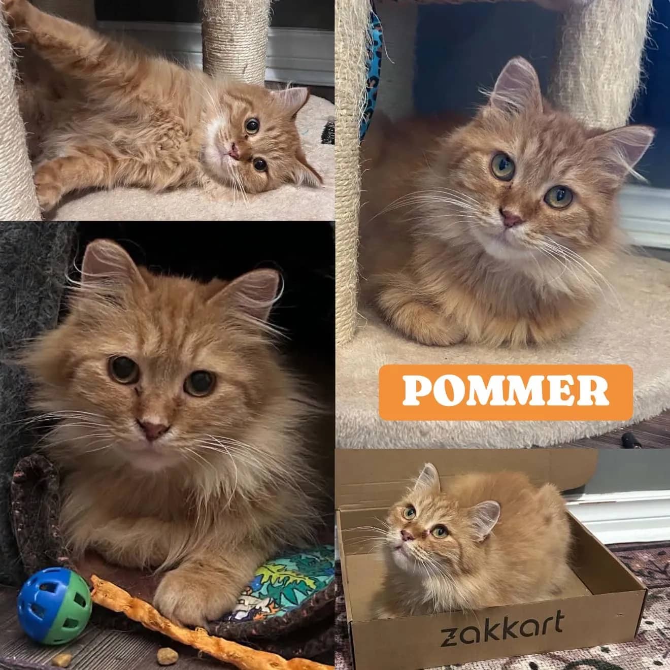 Pommer - Domestic Long Hair cat available for adoption at Tails of Freedom Rescue in Winnipeg