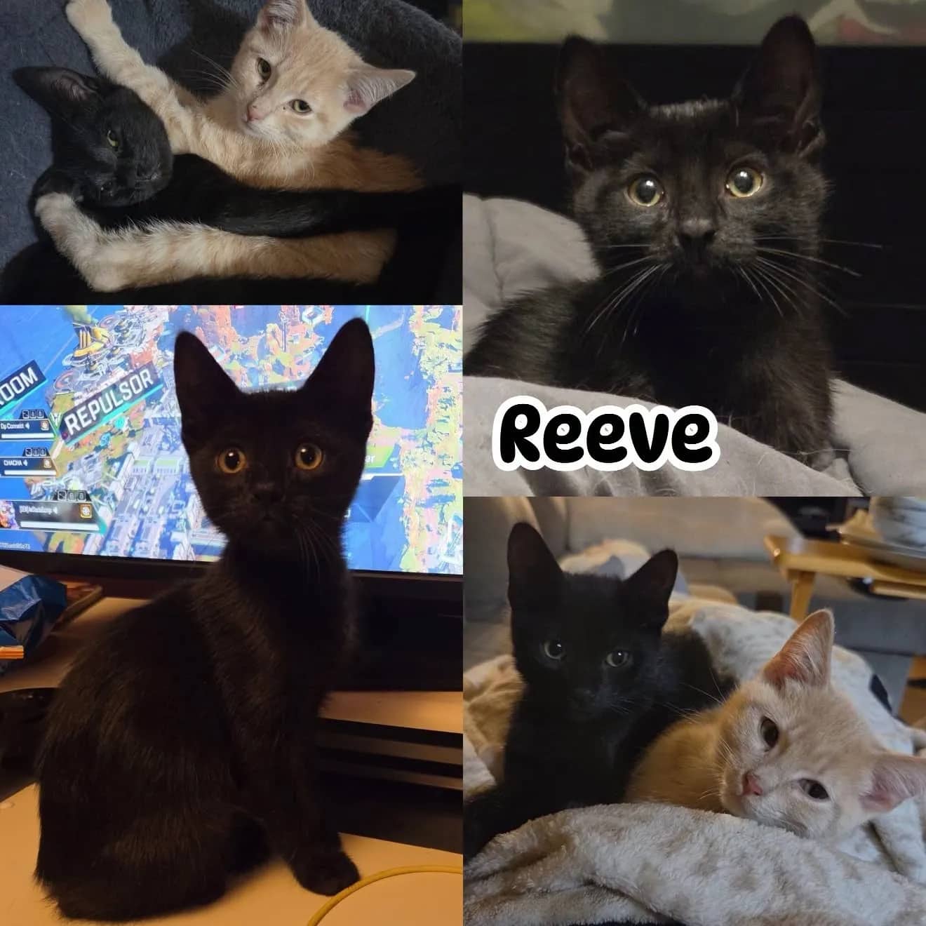 Reeve - Domestic Short Hair cat available for adoption at Tails of Freedom Rescue in Winnipeg