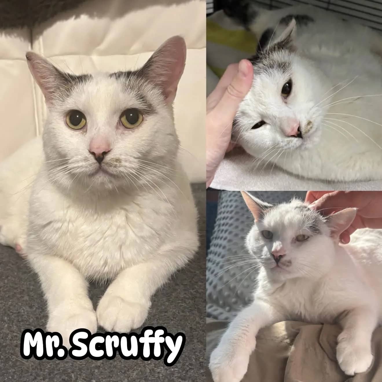 Mr. Scruffy - Domestic Shot Hair cat available for adoption at Tails of Freedom Rescue in Winnipeg