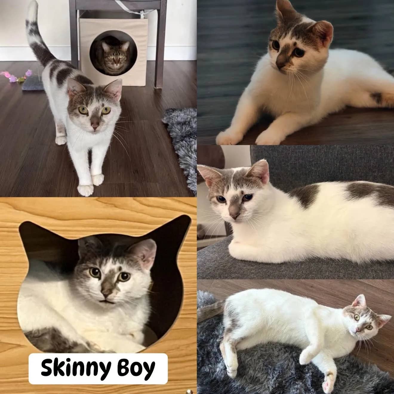 Skinny Boy - Domestic Shot Hair cat available for adoption at Tails of Freedom Rescue in Winnipeg