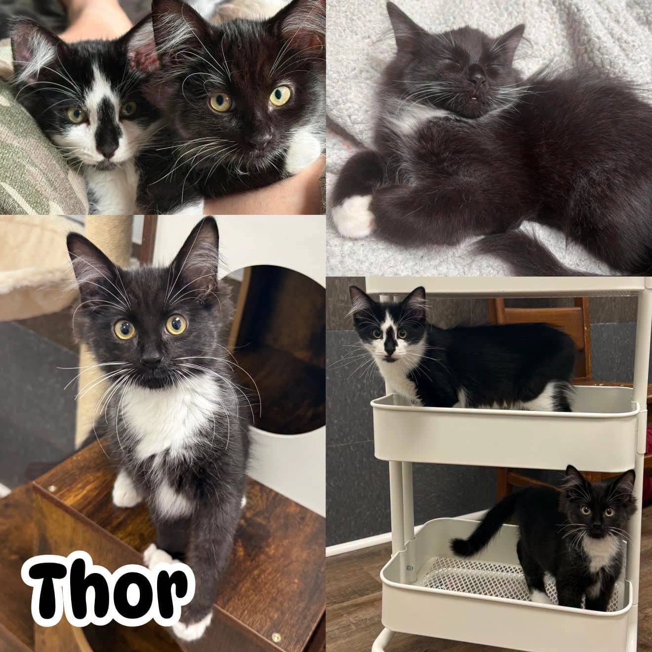 Thor - Domestic Med Hair cat available for adoption in Calgary