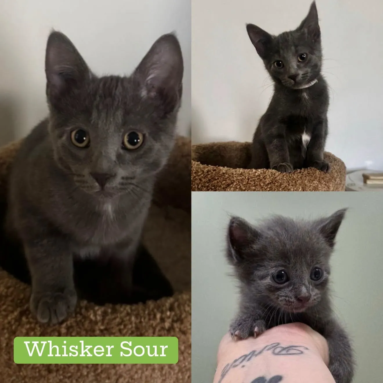 Whisker Sour - Domestic Short Hair cat available for adoption at Tails of Freedom Rescue in Winnipeg