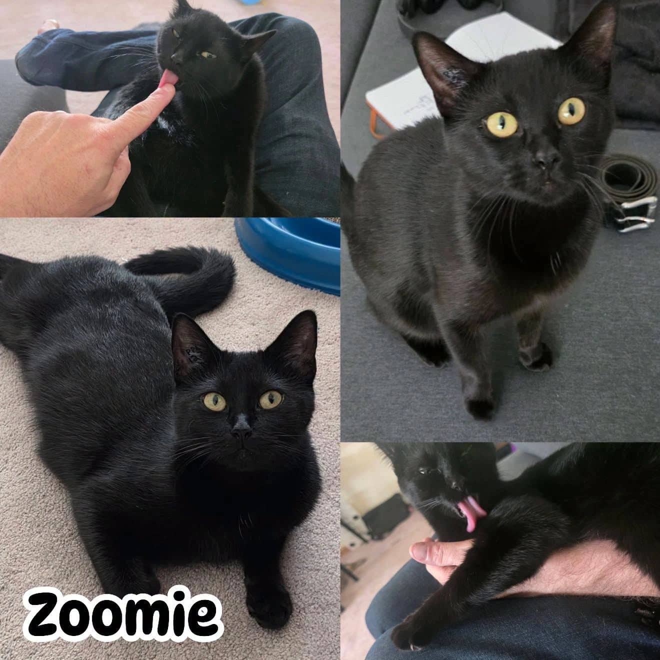 Chirp - Domestic Short Hair "Cheep cheep" is an affectionate, confident “ambassador cat” and a natural leader cat available for adoption at Tails of Freedom Rescue in Winnipeg