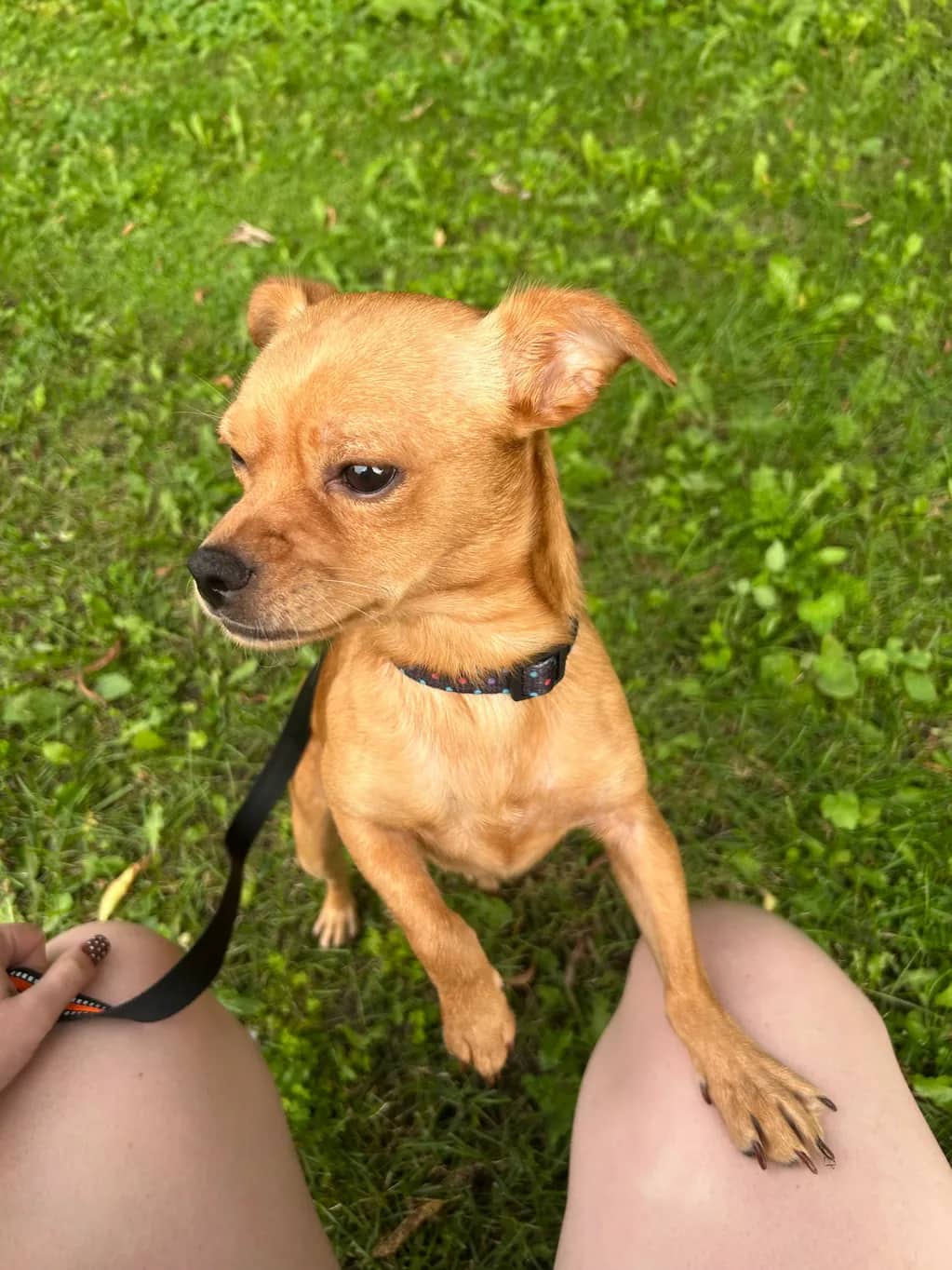 Zoodles - Chihuahua X available for adoption