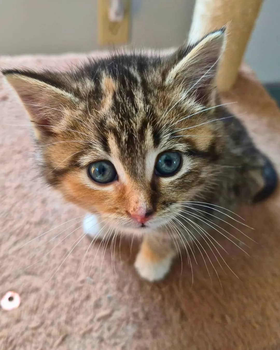 A B - Domestic Shorthair cat available for adoption at Kannata Valley Kats Rescue in Regina Beach