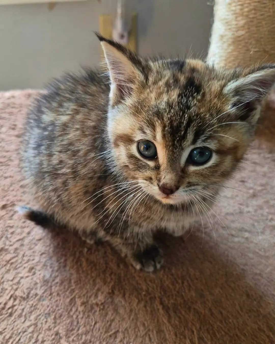 B B D - Domestic Shorthair cat available for adoption at Kannata Valley Kats Rescue in Regina Beach